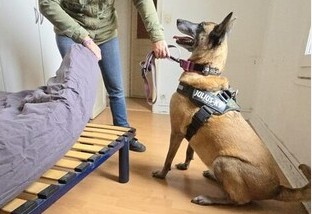 Chien détecteur de nuisibles en action