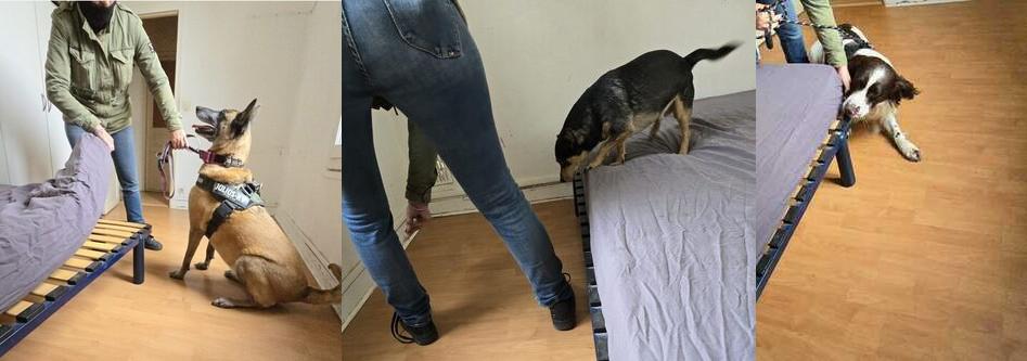 Chien détecteur de punaises de lit en action